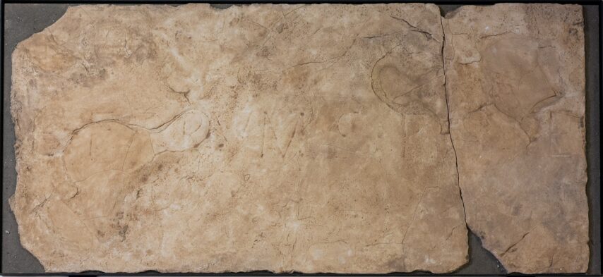 Palazzo Carovana – Calchi – ISegesta L5 – Tartarelli